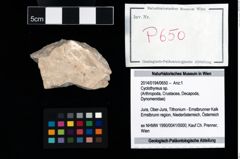 Foto (Objekt + Etikett) von Cyclothyreus sp.  (NHMW-GEO-2014-0194-0650)